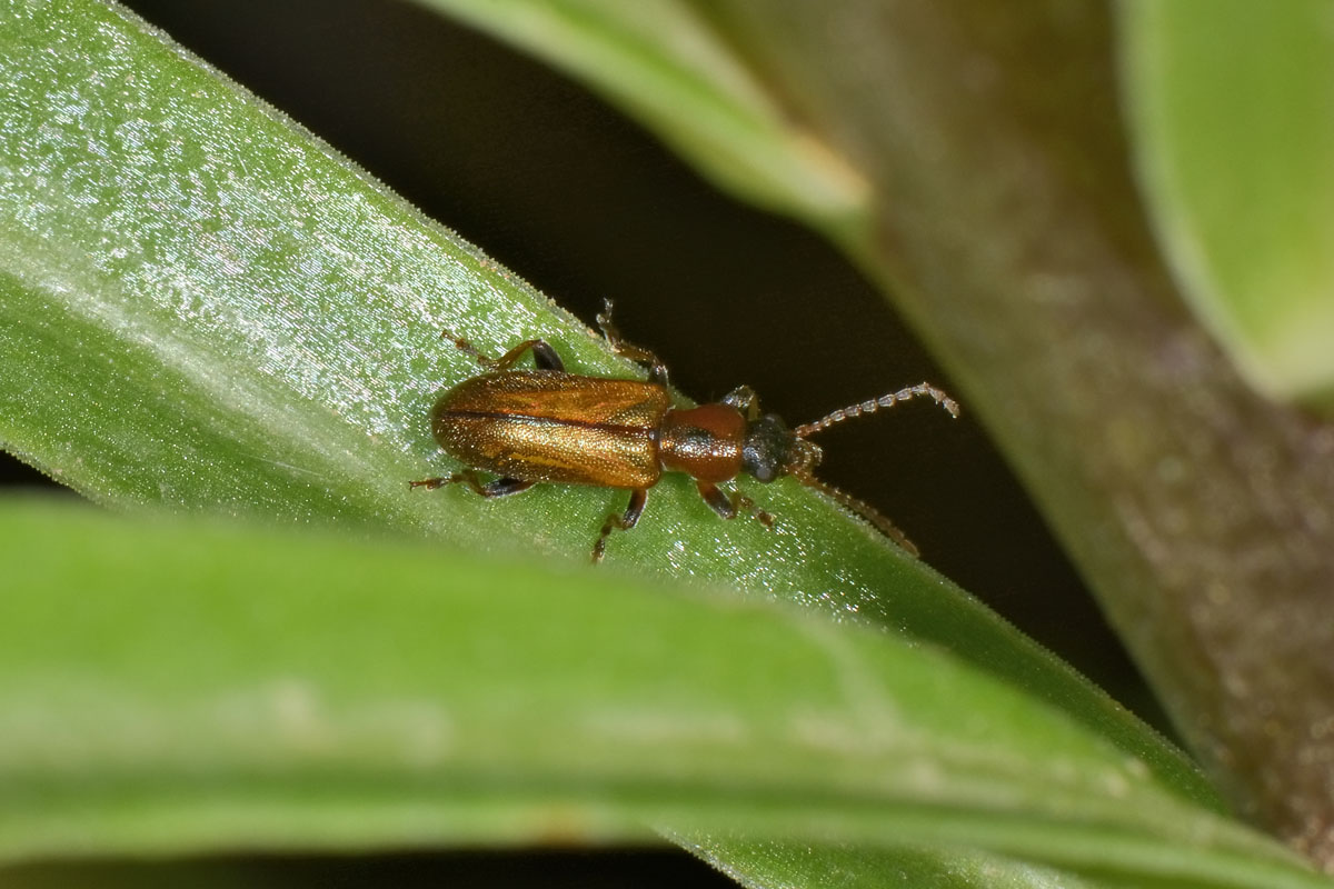 Chrysomelidae, Orsodacne humeralis (= lineola?).